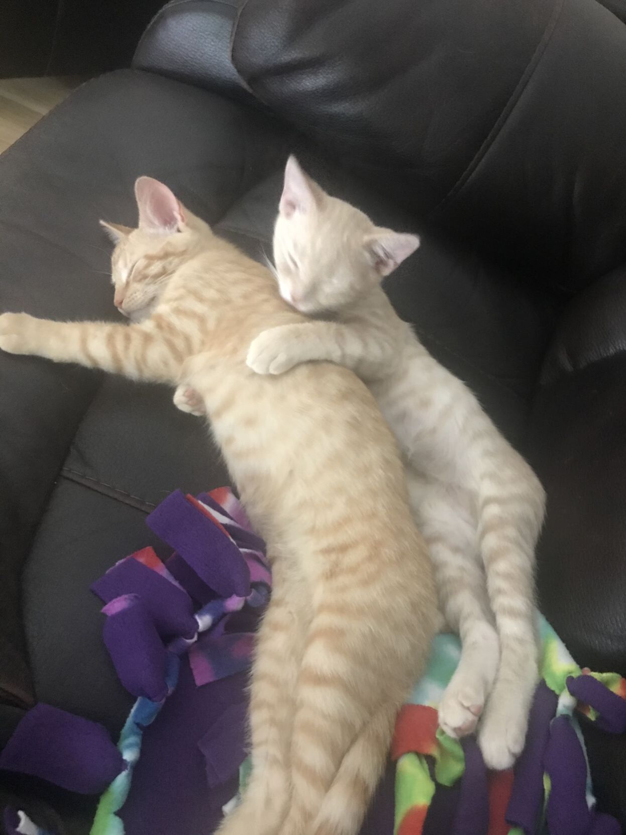 Teddy & Walter